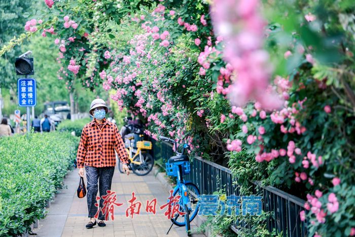 一年四季 泉在济南丨蔷薇花开满街巷 暮春美景醉人心
