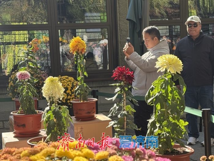 一年四季 泉在济南丨趵突泉菊展收官倒计时 市民游客赶尾档赏菊