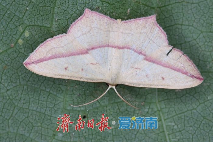 摸清生物多样性“家底”，1581种生物物种“安家”商河