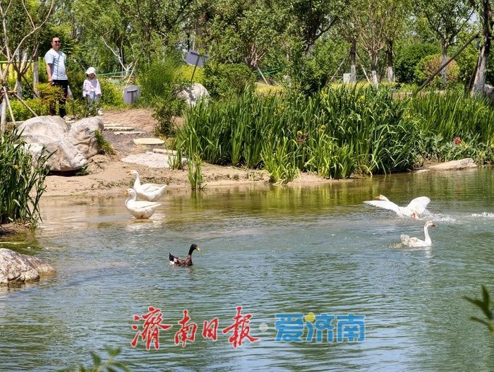 初夏泉畔，尽显生态宜居新貌