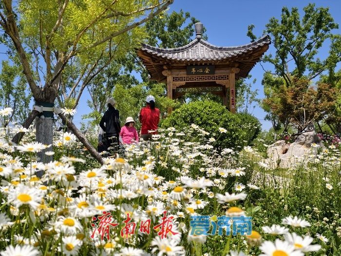 一年四季 泉在济南丨初夏限定！白泉大滨菊花海盛放引市民打卡
