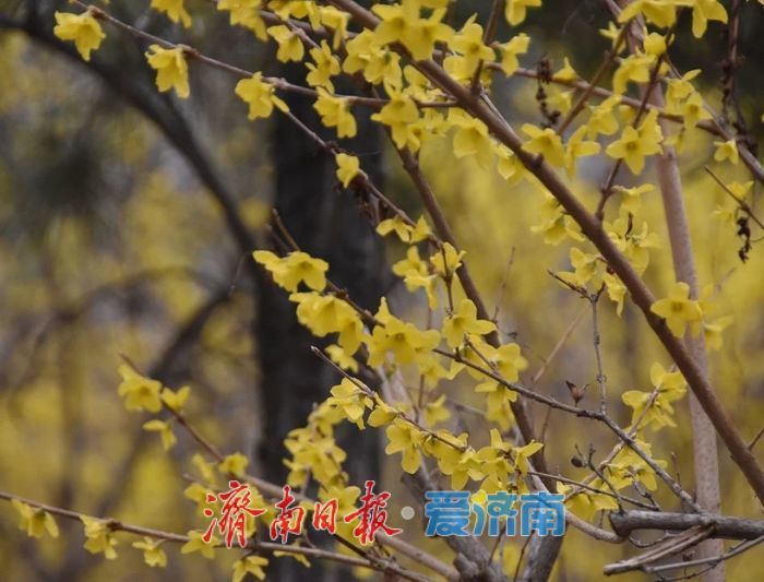 春日暖阳，带你奔赴浪漫花约，济南市特色林果赏花攻略来啦→