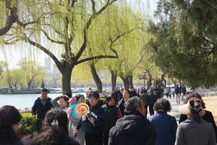 春光明媚 大明湖畔桃红柳绿 赏花正当时