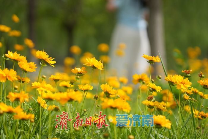 一年四季 泉在济南丨“大滨菊+金鸡菊”花海！来这里一键解锁初夏的浪漫