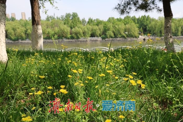 一年四季 泉在济南｜暮春赴约小清河 鸢尾花开醉泉城