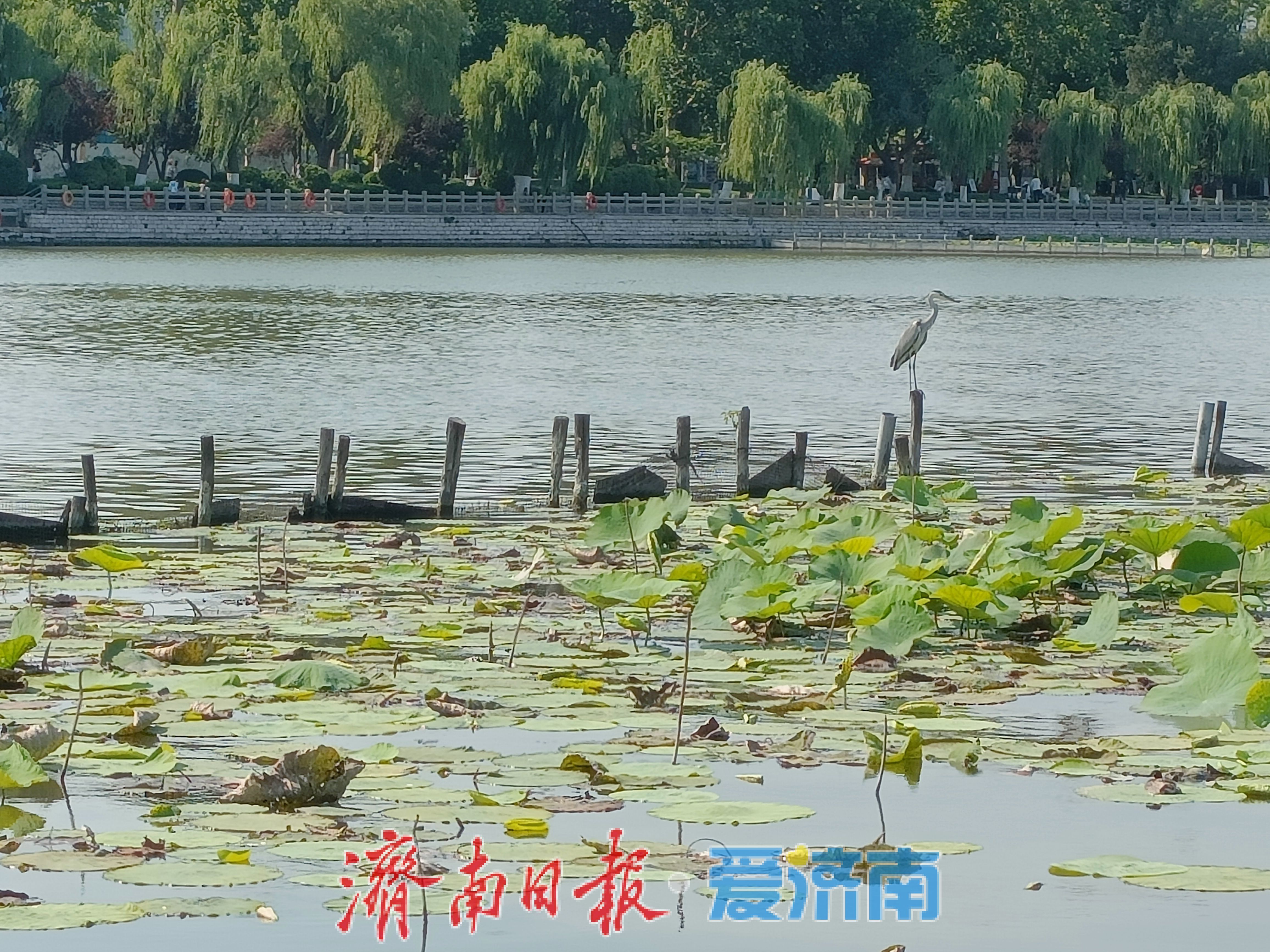 一静一动相映大明湖！苍鹭、池鹭同现绘生态画卷