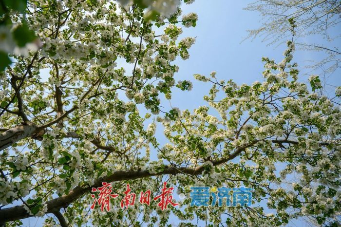 历下海棠花开！这些宝藏地赏花正当时