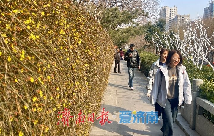迎春花开，垂柳吐绿 春天气息挡不住了