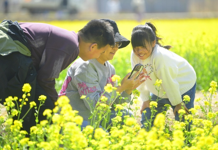 仲春时节满眼金，油菜花开遍地黄 
