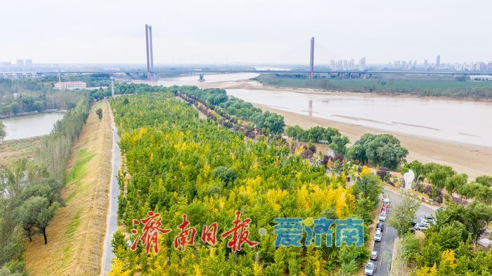 黄河岸秋意渐浓！济南沿黄九美银杏林悄然转黄 半月后迎盛景