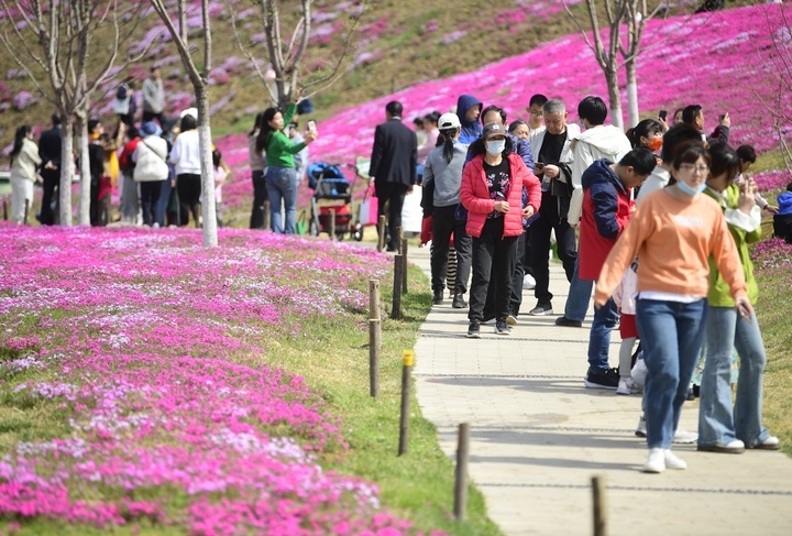 “泉”在济南过五一｜济南最大福禄考花海清明假期人气爆棚