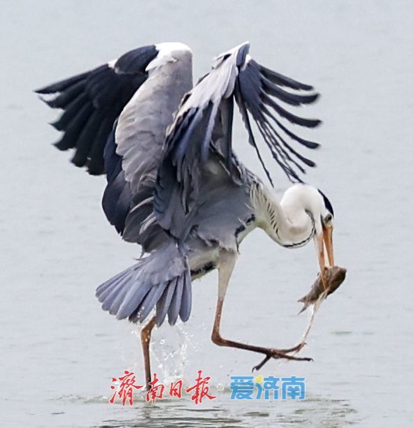 十年“打鸟”记录完整生态改善链条 济南生态向好引鸟类“安家”