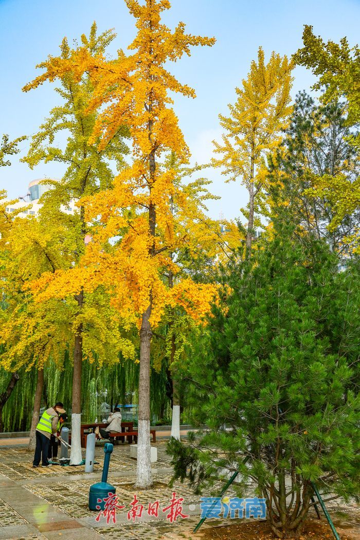 一年四季 泉在济南丨金叶翩跹映泉城，广场银杏醉游人