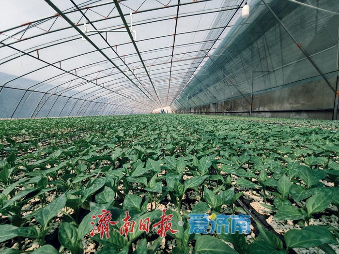 春日育苗忙 科技赋能 “苗壮苗优”