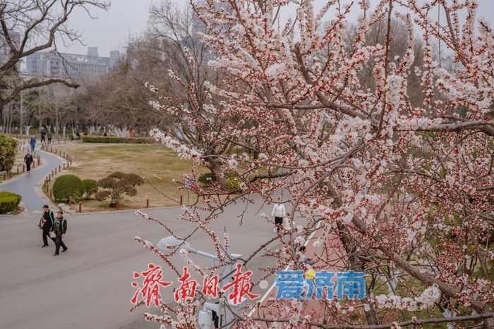 济南泉城公园：山杏花迎春绽放 市民踏青赏春正当时