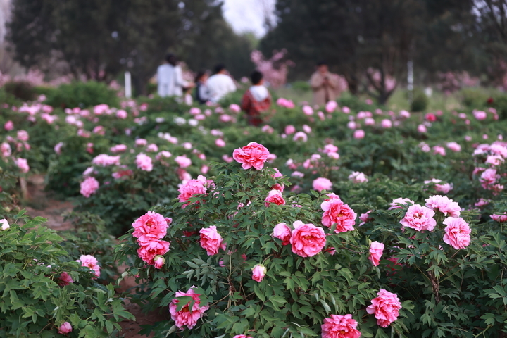 赏花打卡，享受春暖花开