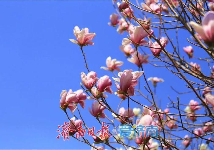 看玉兰花，还有济南植物园