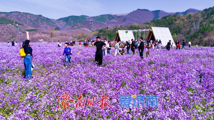 九如山繁花漫卷 二月兰怒放铺就紫色花海