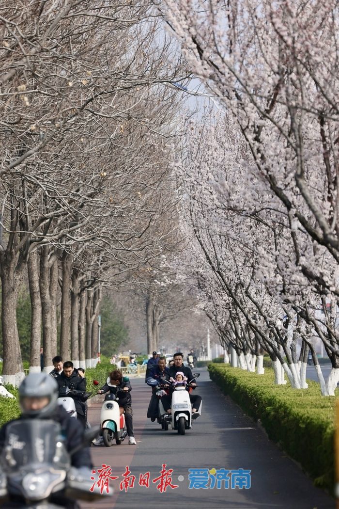 紫叶李盛放绘春景 腊山河西路添浪漫