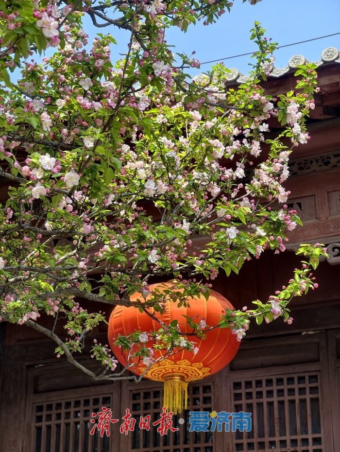 灵岩寺春日文旅热度攀升，千年古刹焕发时代新活�? height=