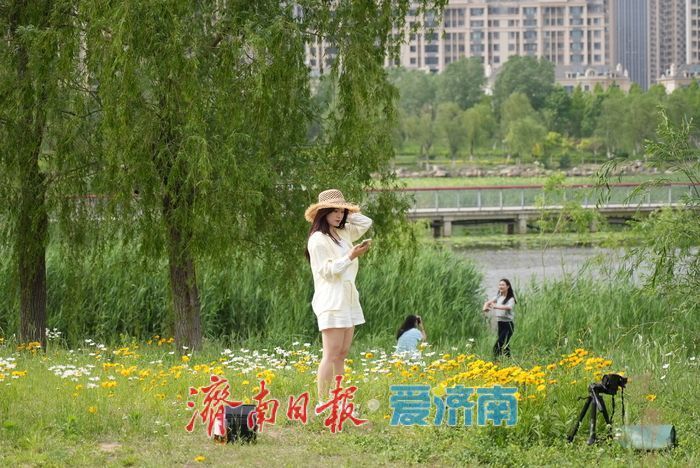 一年四季 泉在济南丨“大滨菊+金鸡菊”花海！来这里一键解锁初夏的浪漫