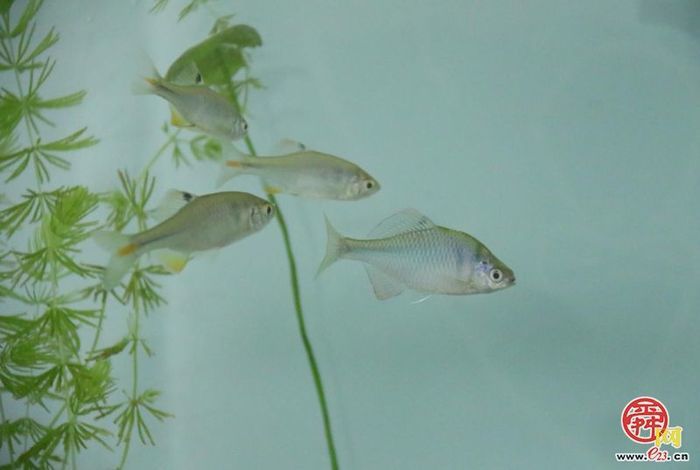 槐荫：生态画卷中的鸟趣与城韵