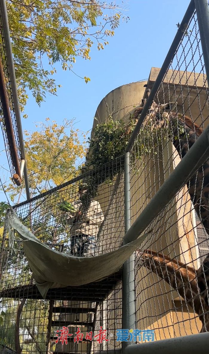 哐哐炫大葱！山东的长颈鹿也有自己的特色食谱