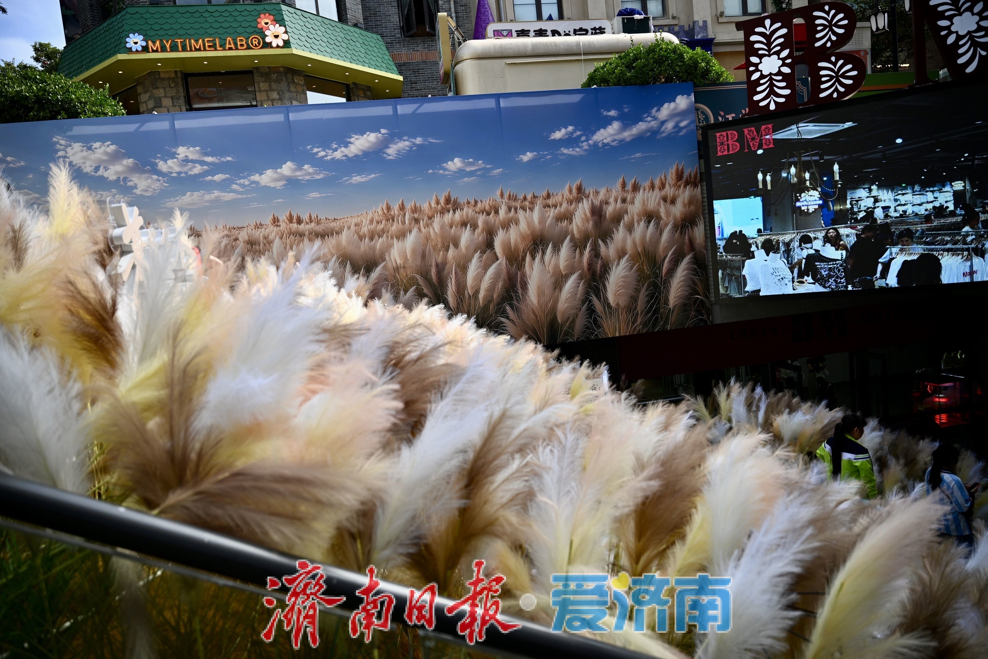 芦荻纷飞秋意浓 济南老商埠十一打卡热度持续攀升