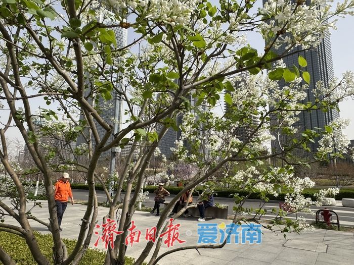 济南CBD绸带公园丁香花浪漫绽放