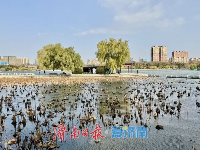 一年四季 泉在济南丨冬日大明湖静谧雅致 湖光冬韵醉泉城