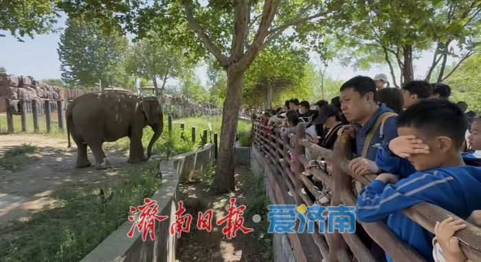 五一假期济南野生动物世界迎客流高峰 游客与动物“亲密接触”欢乐多