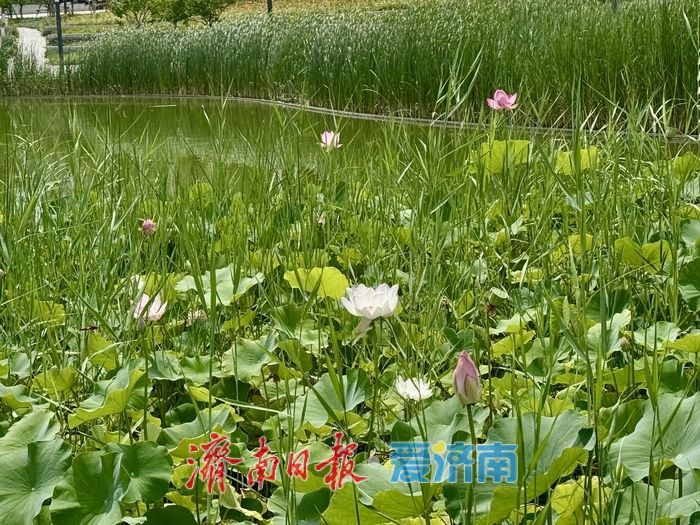 一年四季 泉在济南丨济南CBD荷花湖荷花盛放，绘就夏日美景