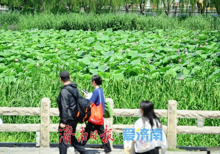 一年四季 泉在济南｜“荷”其有幸“香”约泉城，大明湖第一波荷花已绽放