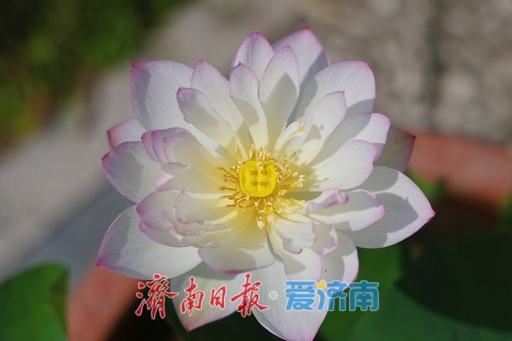 赏荷寻雅趣 市民打卡荷花文化雅集