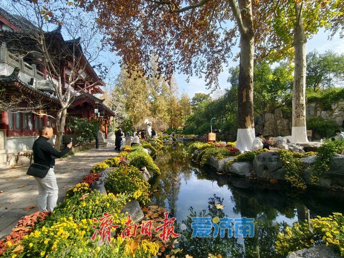 泉畔初冬，被菊花镶上了“金边”