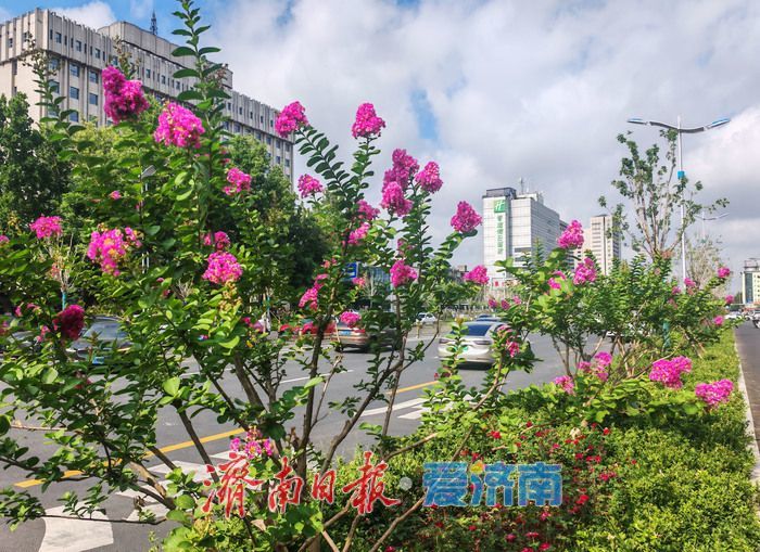紫薇花开，邂逅夏日浪漫