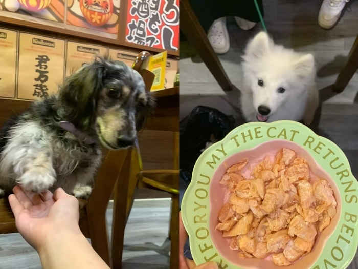 当餐饮店开始对宠物友好