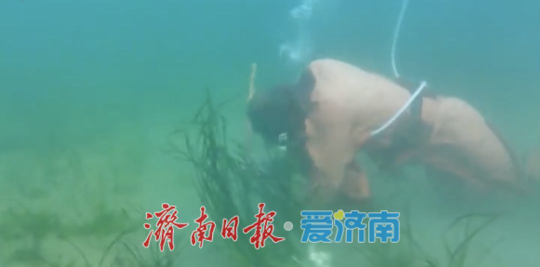山东高速首个海洋生态修复项目完工
