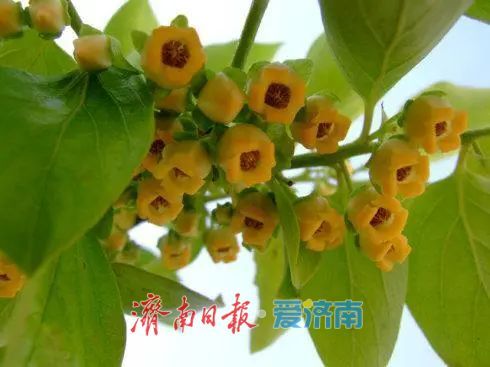 春日暖阳，带你奔赴浪漫花约，济南市特色林果赏花攻略来啦→