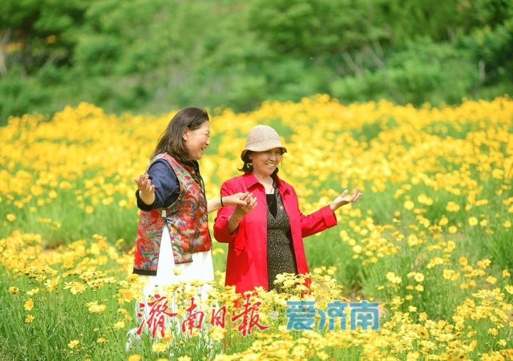 一年四季 泉在济南丨一年一度别错过！初夏时节泉城金鸡菊花海美爆了