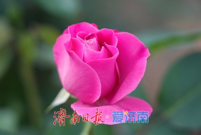 各色月季悄然绽放 勾勒春日缤纷画卷