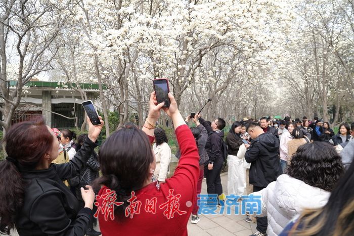 玉兰花开春意浓