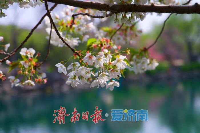 一园春色 满城芳菲丨百花生辰赴春约 传承千年的 “花朝节”