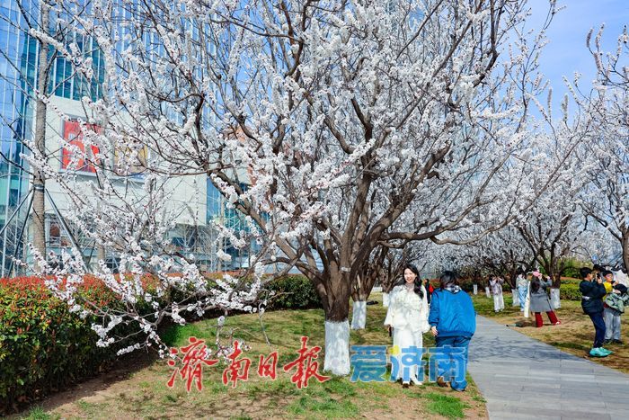 晴暖三月，杏韵满街