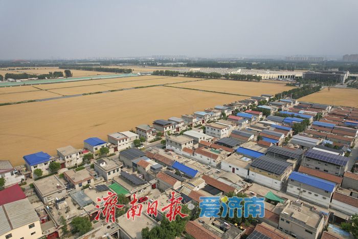 一年四季 泉在济南丨麦浪翻金迎端午