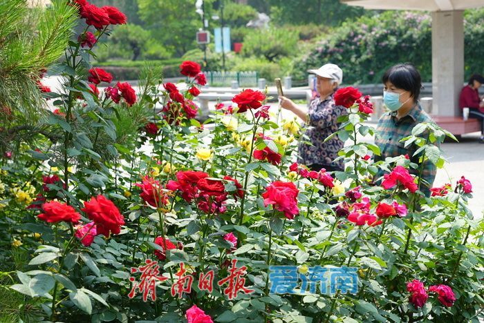 一年四季 泉在济南丨百花公园 “花中皇后” 绽放，缤纷花海引游人打卡