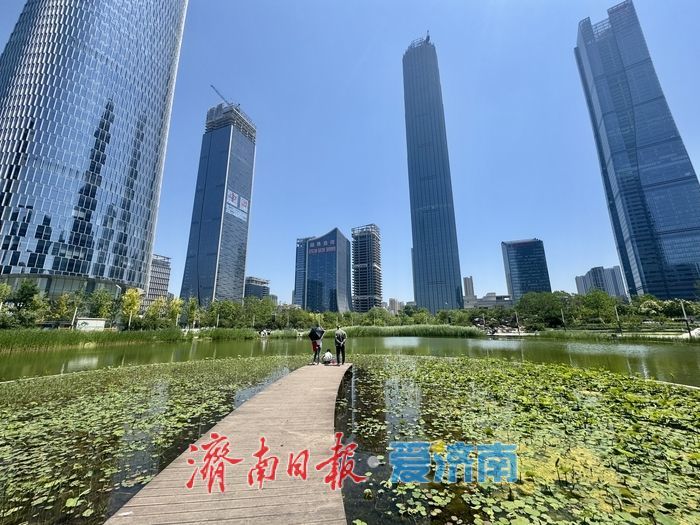 一年四季 泉在济南丨新荷为笔，蓝天为幕，济南绘就初夏画卷