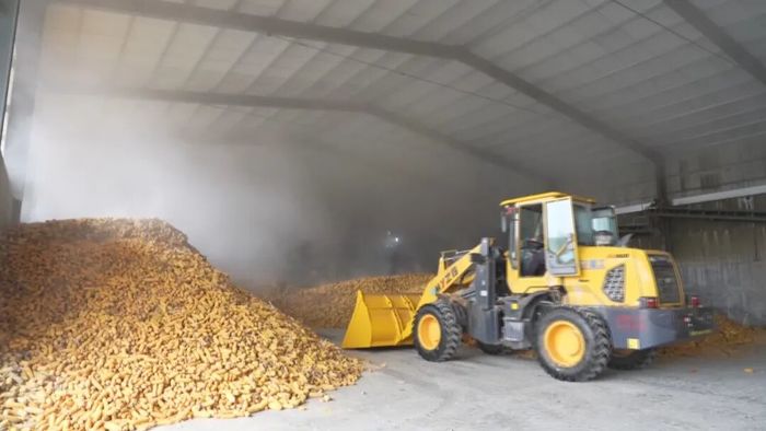 济南市济阳区：多措并举应对“秋雨关” 加紧抢收抢烘