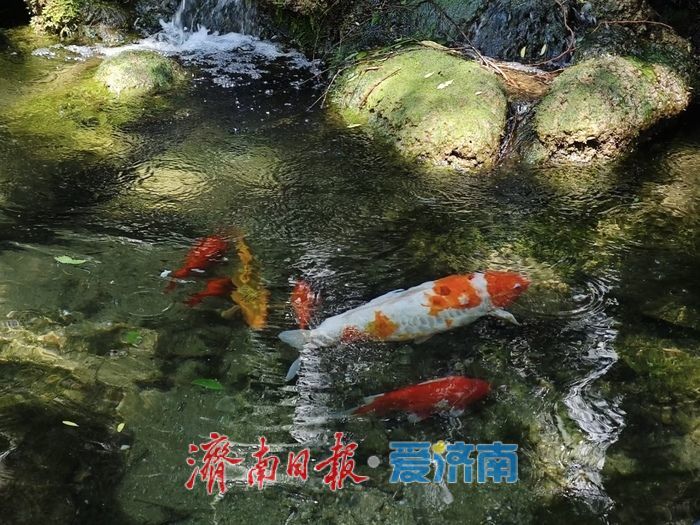 济南一个“新定位”，城市迎来新机遇