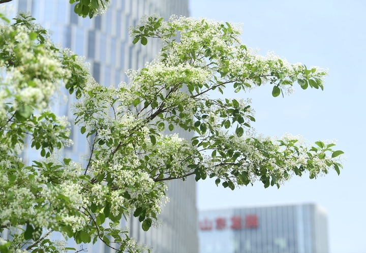 “泉”在济南过五一｜流苏花开白如雪，花香四溢醉人心